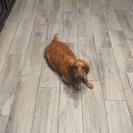 Dachshund All Grown Up from ag dachshunds