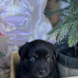 Jaime Oliver - Black tri male Miniature Australian Shepherd puppy in Queen Creek, Arizona from Arizona Aussies