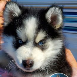 Pomsky Puppies from Runamok Farm