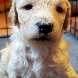 Australian Labradoodle and Poodle Puppies from Oodles of Doodles and some Poodles