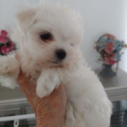 Maltese Puppies from Blue Hill Maltese