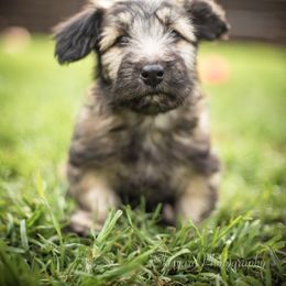 Border Collie and Skye Terrier Puppies from Skyward Farms