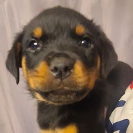 Girl 1 - Rottweiler puppy in Maplewood Park, Ohio from Outlaw Rottweilers and Training