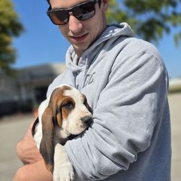 Rajn - Black white and brown male Basset Hound puppy in Amelia, Ohio from Lady Mae Bassets
