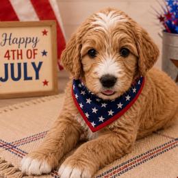 Paddington Bear - Apricot male Goldendoodle puppy in Rocky Point, North Carolina from CelticDoods
