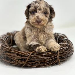 Atlanta - Merle female Labradoodle puppy in Davison, Michigan from Dreaming Doodles