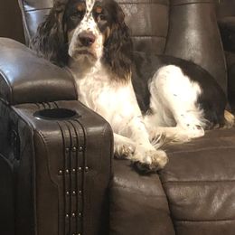 English Springer Spaniel Puppies from 31 Pines Springers & Retrievers