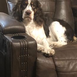 English Springer Spaniel Puppies from 31 Pines Springers & Retrievers