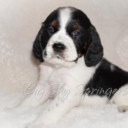 Boy 7 - Black white and tan male English Springer Spaniel puppy in Great Falls, Montana from Big Sky Springers