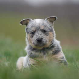 Australian Cattle Dog and Collie Puppies from Blackberry Hills
