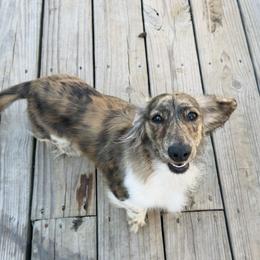 Marty - Dachshund