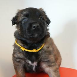 Olenna - Fawn female Belgian Malinois puppy in Baltimore, Maryland from Abenteurer German Shepherds & Belgian Malinois