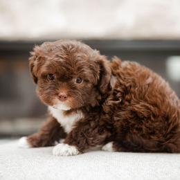 Bernedoodle, Cavapoo, Havanese, and Havapoo Puppies from Lady Paws Puppies - Cassie