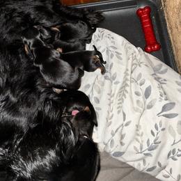 Dachshund puppies from Dachshund Dad®