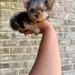 Peanut - Black and tan male Yorkshire Terrier puppy in Mobile, Alabama from Ace of Spades Yorkies