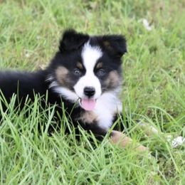 Boy 3 - Miniature Australian Shepherd puppy in Florida from J7 Miniature Australian Shepherds