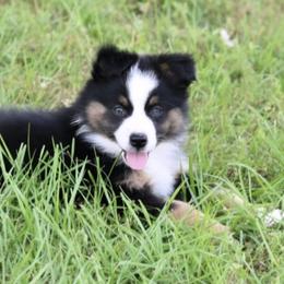 Boy 3 - Miniature Australian Shepherd puppy in Florida from J7 Miniature Australian Shepherds