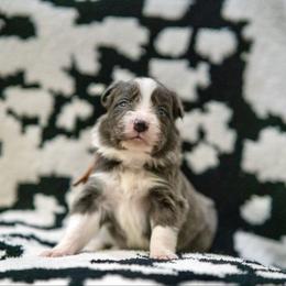 Pop (Orange) - White and blue male Border Collie puppy in Lodi, California from R3 Sport Dogs (Rafter 3 Ranch)
