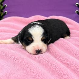 Cherry - Black tri-color female Australian Shepherd puppy in Howardsville, Virginia from Spectacular Aussies and Cavaliers