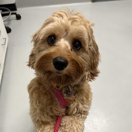 Eevee - Cockapoo