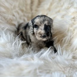 Boy 2 - Blue merle Bernedoodle puppy in Yatesville, Georgia from High Hopes Doodles