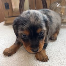 Dachshund Puppies from Bootheel Doxies