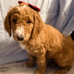 Trixie - Dark pink girl - Red  female Goldendoodle puppy in Puyallup, Washington from Dawnie’s Doodles