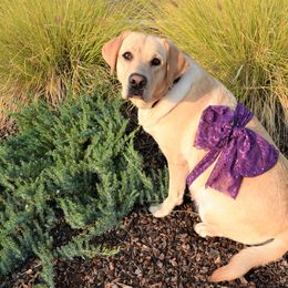 Labrador Retriever All Grown Up from Breeding Coordinator at Dogs for Better Lives