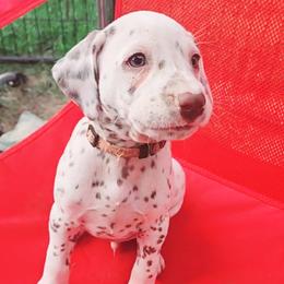 Boy 6 - Dalmatian puppy in Westfield, Massachusetts from Adopt A Spot New England