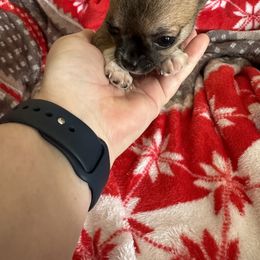 Chihuahua Puppies from Longview Chihuahua's