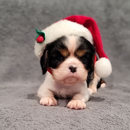 Gabriel - Tri-color male Cavalier King Charles Spaniel puppy in Cresthill, Illinois from KonopkaKennelsLLC