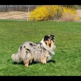 Blue Belle - Collie