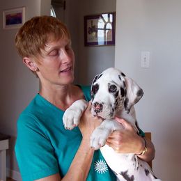 Humphrey - Great Dane