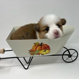 Liberty - Red female Pembroke Welsh Corgi puppy in Waco, Texas from The Comma Corgis