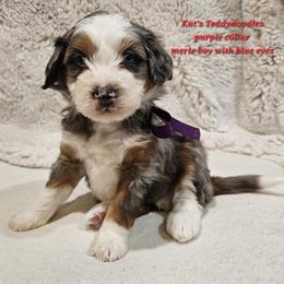 Boy 1 - Merle male Bernedoodle puppy in Schertz, Texas from Kat's Teddydoodles