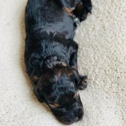French Bulldog and Goldendoodle Puppies from Fox Run Farm