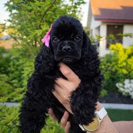 Samantha - Black female Cocker Spaniel puppy in Corcoran, California from Sweetheart Cockers