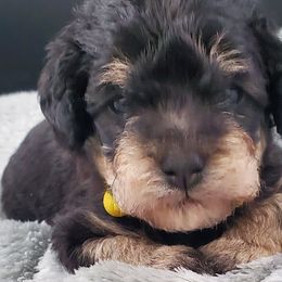 Boy 5 - Schnoodle puppy from Eveleigh Acres Puppies