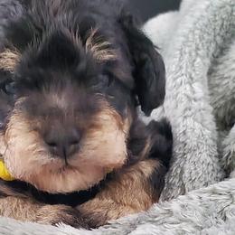 Boy 5 - Schnoodle puppy from Eveleigh Acres Puppies