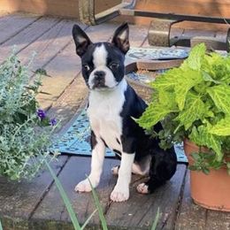 Boston Terriers from Melissa Holifield