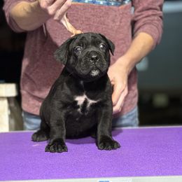 Pink F - Black female Cane Corso puppy in Paris, Texas from Knucklehead Cane Corso