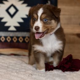 Australian Shepherd Puppies from Winner Aussies