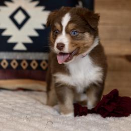 Australian Shepherd Puppies from Winner Aussies