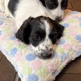 Paul - Piebald male Dachshund puppy in Pocasset, Massachusetts from Dachs of the Bay