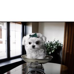 Girl 2 - Maltese puppy from Maltese Puppies in Texas