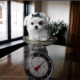 Girl 2 - Maltese puppy from Maltese Puppies in Texas