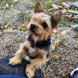 Yorkshire Terriers from Shield Maiden Yorkies