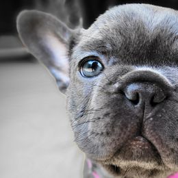French Bulldogs from Bussin Bullies