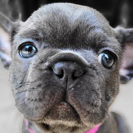 French Bulldogs from Bussin Bullies