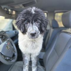 T23 Daria - Colorado Mountain Dog puppy from Tierhaus 23